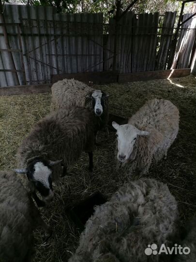 Бараны на мясо