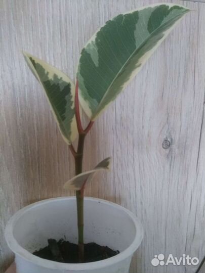 Фикус каучуконосный вариегатный