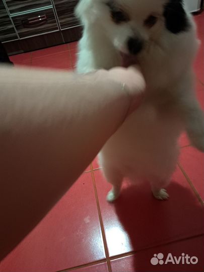 Продам собаку шпиц