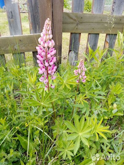 Продам люпины