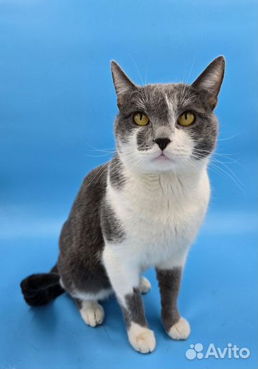 Большой кот Федя в добрые руки