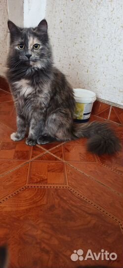 Стерилизованная кошка-подросток