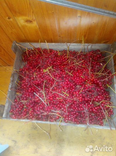 Калина ягода