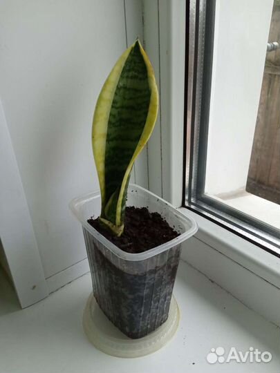 Сансевиерия