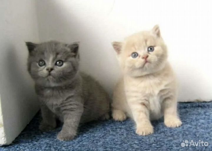 Шотландские котята