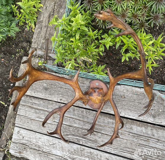 Продам рога оленя