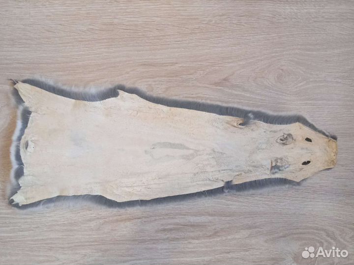 Шкурки шиншиллы