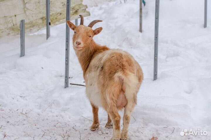 Продаются козы