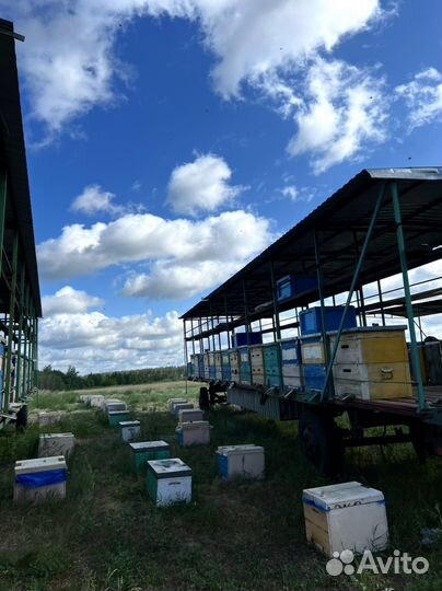 Акациевый мёд 2023 с собственной пасеки