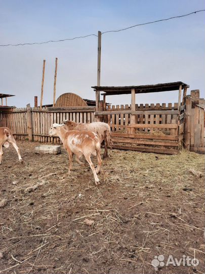 Бараны катумские