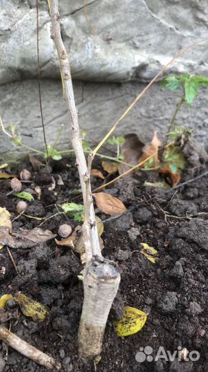 Глициния блю мун