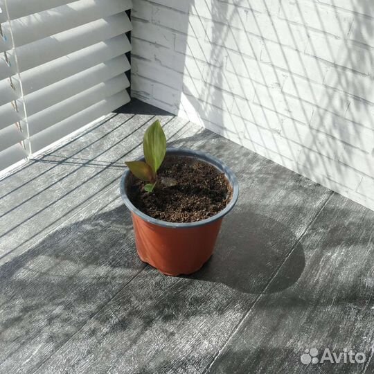 Традесканция рео