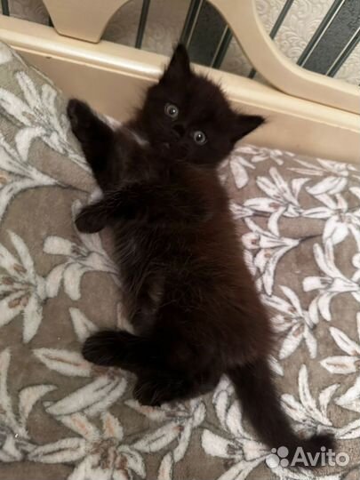 Отдам котёнка