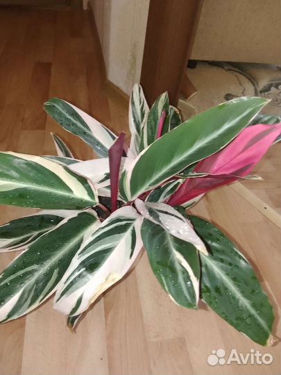 Комнатное растение