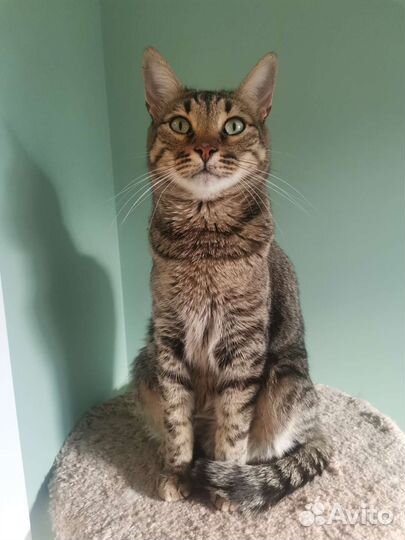 Кот в добрые руки