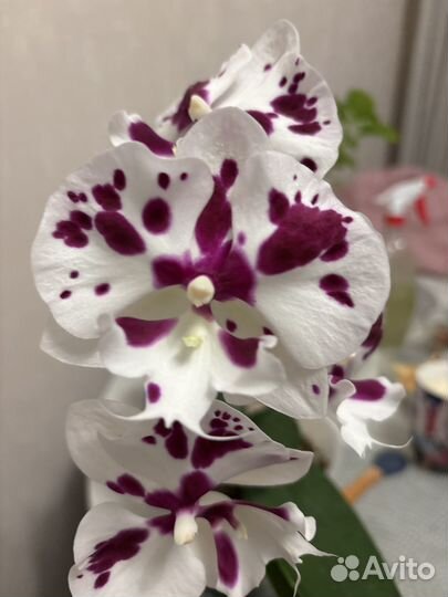 Фаленопсис биг лип
