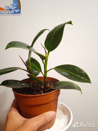 Фикус, филодендрон