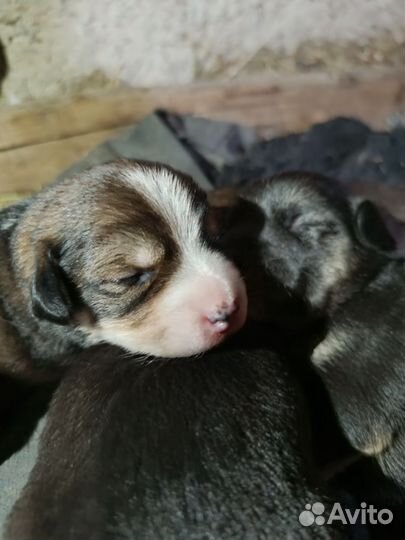 Маленькие собачки щенята в добрые руки