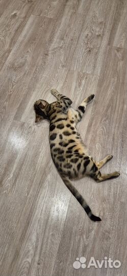 Бенгальские котята