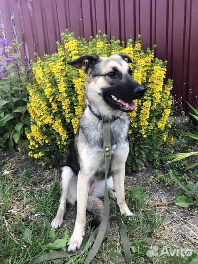 Собака в добрые руки