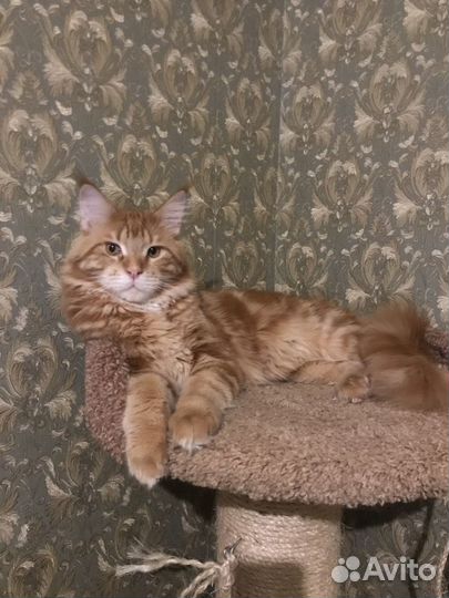 Кот на вязку