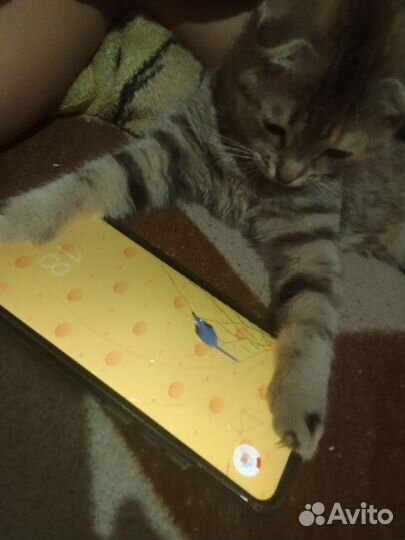 Котик и кошечка вислоухая по году