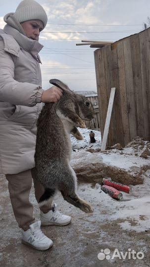 Кролики фландр