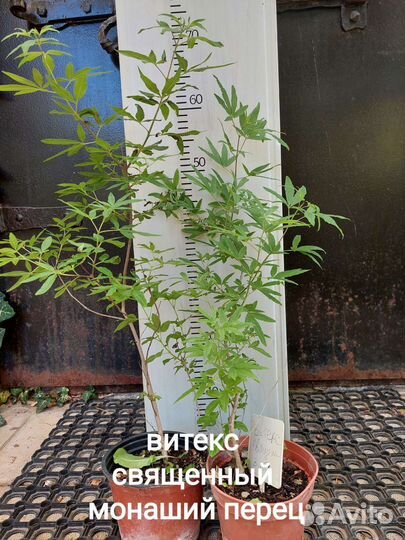 Витекс, Лагерстремия, Мелия, Кельрейтерия