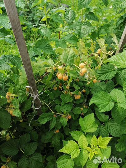 Желтая малина саженцы 