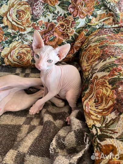 Лысые котята сфинкс