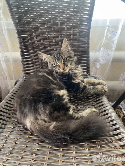 Майн- кун девочка