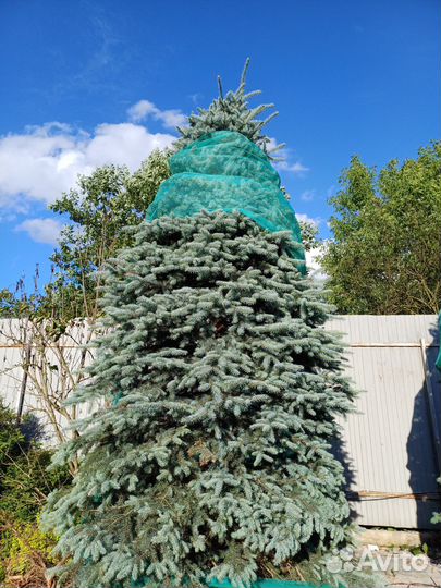 Рассада деревьев