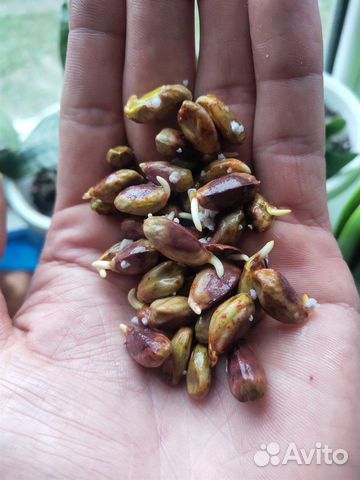Фисташка съедобная, морозостойкая, семена