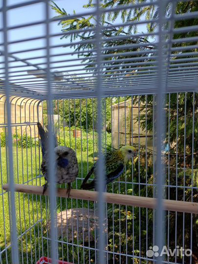 Розелла бледноголовая