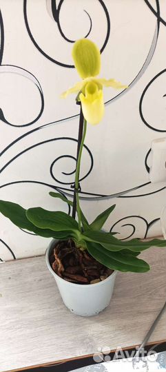 Орхидея,пафиопедилум,цветущий