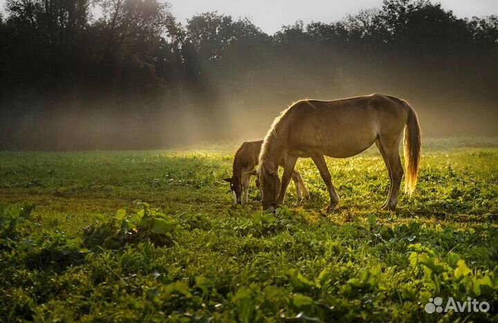 Nikon Nikkor 50mm 1.4G