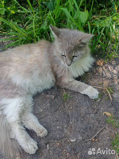 Кошка в дар