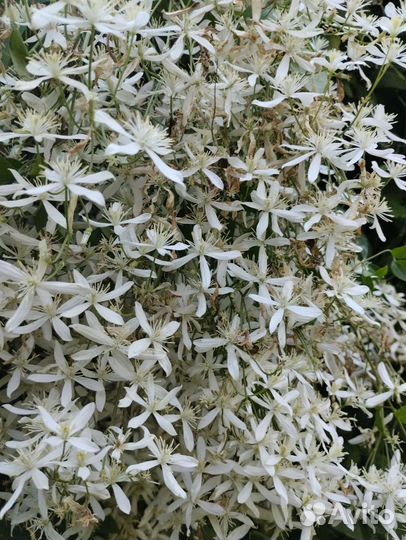 Аллилум (Декоративный лук) (торг)