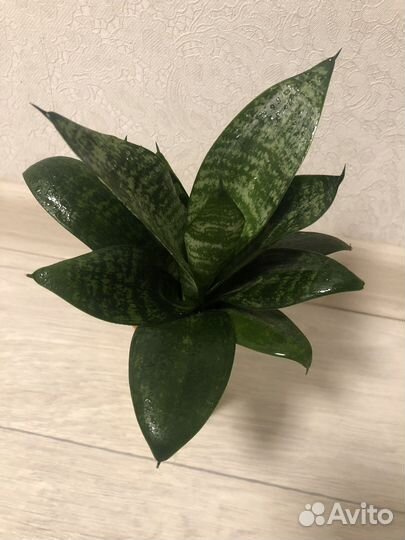 Сансевиерия