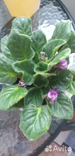 Молодые фиалочки