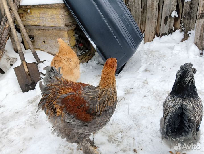 Куры порода брама