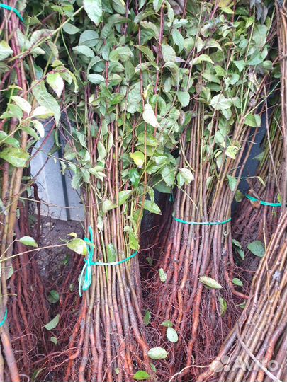 Подвой алыча