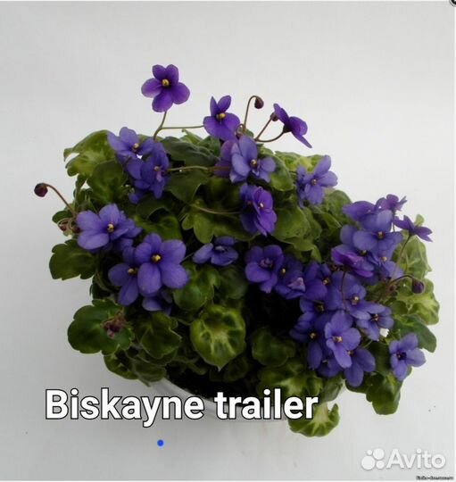 Фиалка трейлер