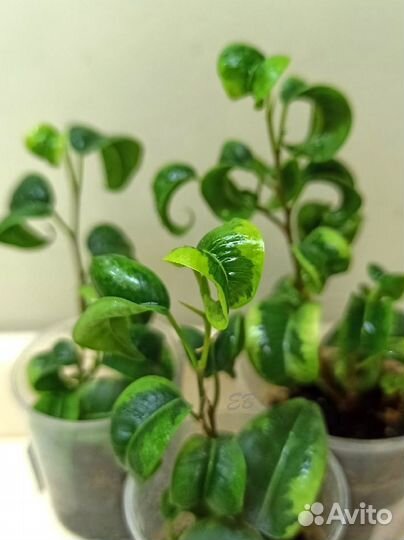 Фикус Вортекс