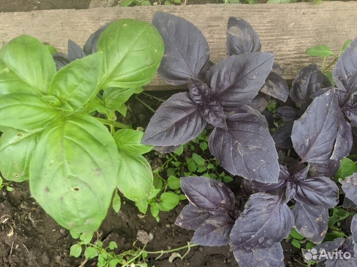 Вишня, крыжовник, травы, овощи