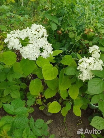 Гортензия крупнолистная в горшке