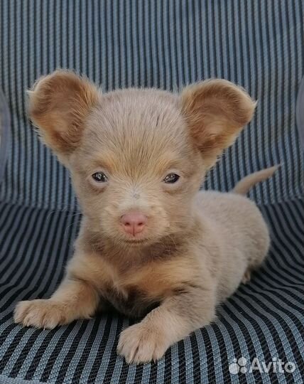 Щенки тойтерьер мини