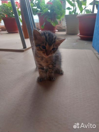 Котята в добрые руки бесплатно