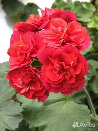 Пеларгония ив Майя Плисецкая