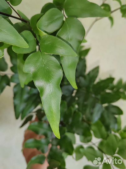 Папоротники, спатифиллум